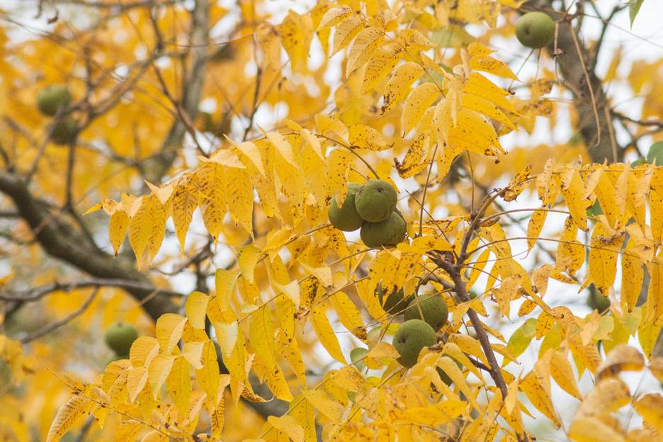 A tree with yellow leaves and green fruits

AI-generated content may be incorrect.