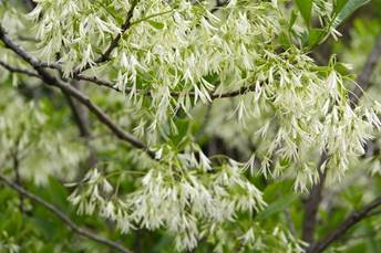 fringe tree with white flowers