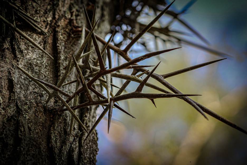 A close up of a tree with thorns

AI-generated content may be incorrect.