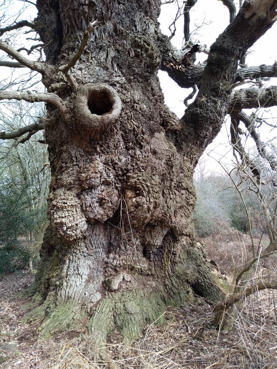 A large tree with a hole in it

AI-generated content may be incorrect.