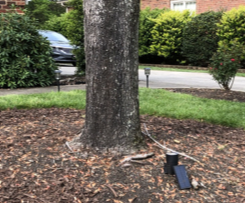 A tree trunk with mulch around it