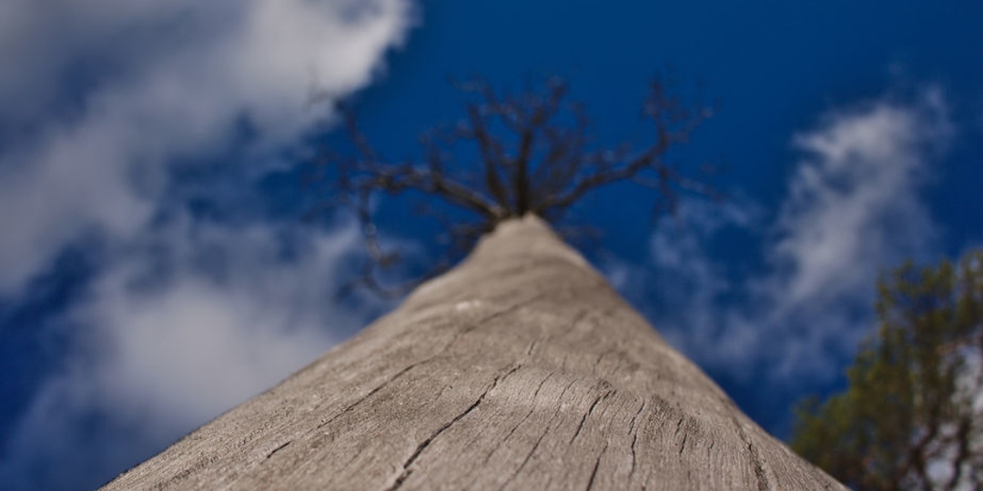old dead tree