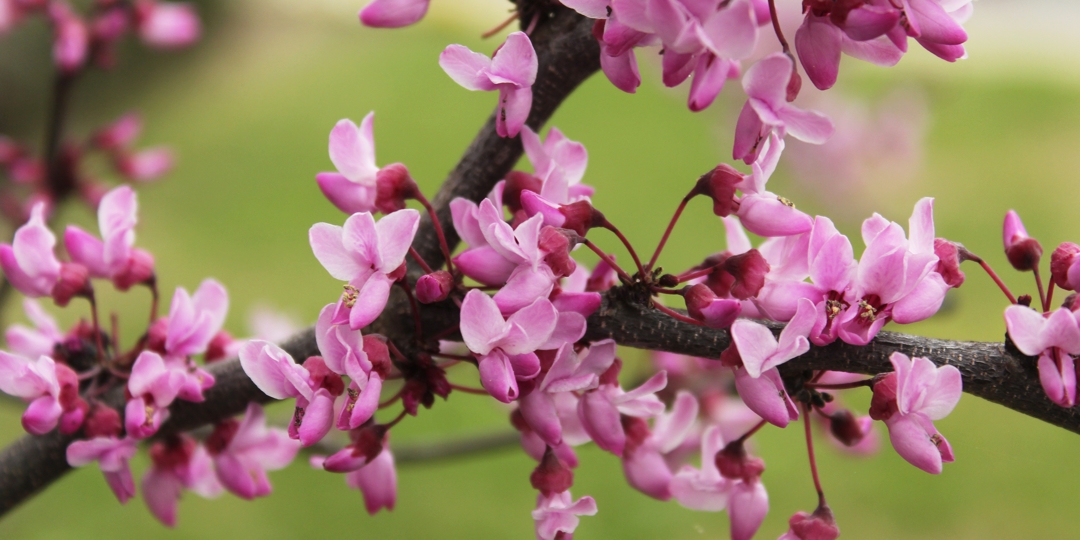 Texas Redbud Tree Cercis canadensis Close up