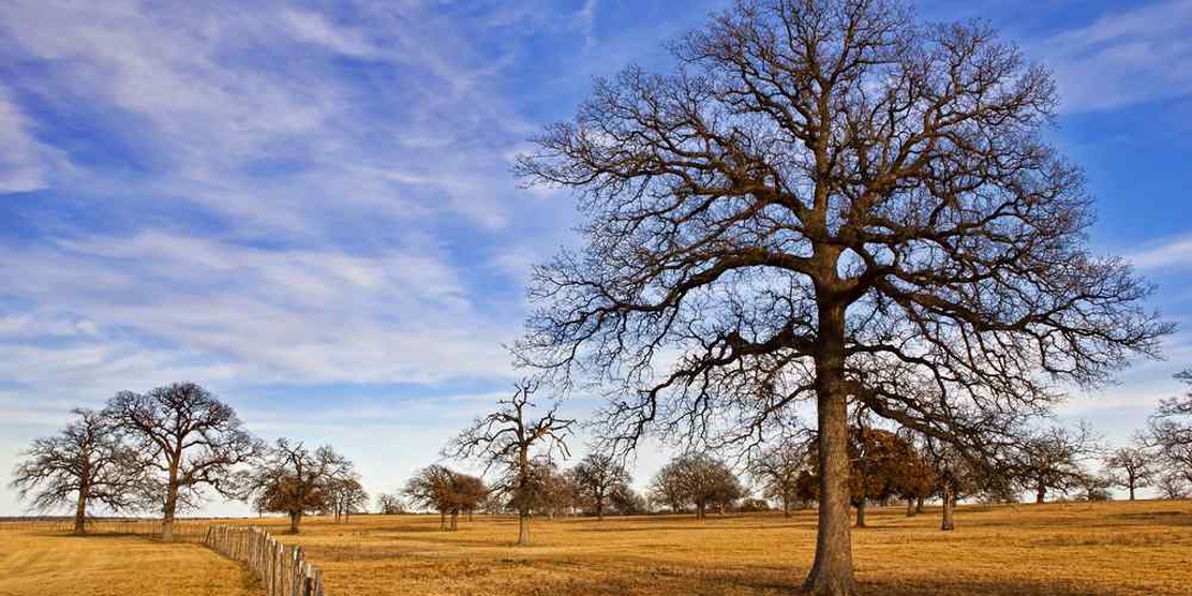 Trees in a field