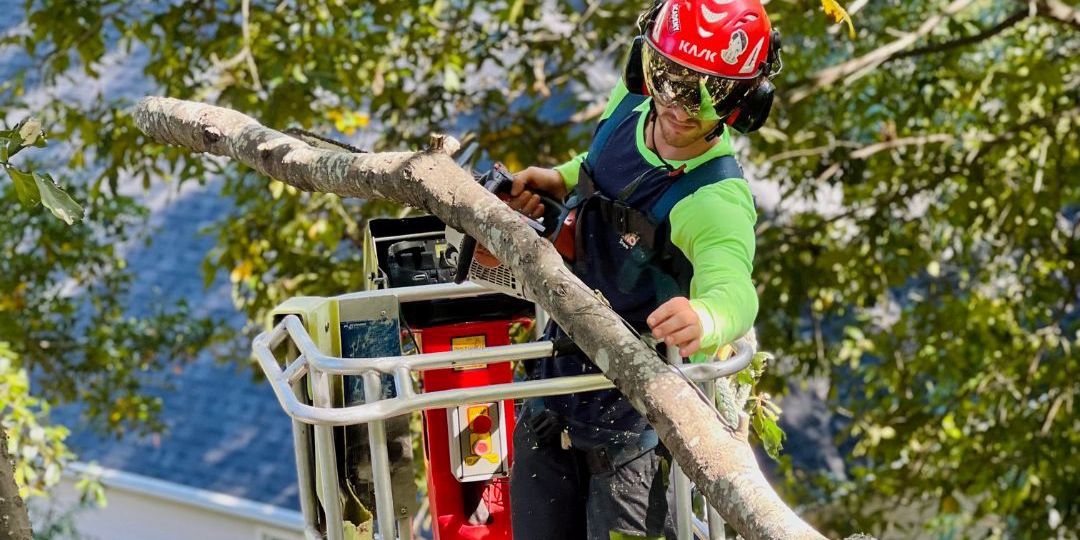 Monster Tree Service Image