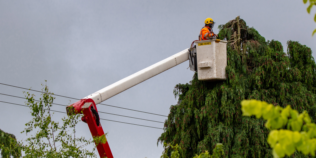 This image illustrates heavy equipment capability and the specialized safety measures required for high-altitude tree work. It shows an arborist working from a bucket truck (aerial lift) to prune the top of a tall evergreen tree under an overcast sky.