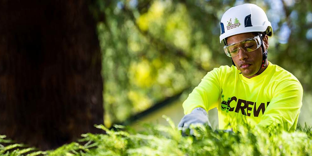 person cleaning up tree