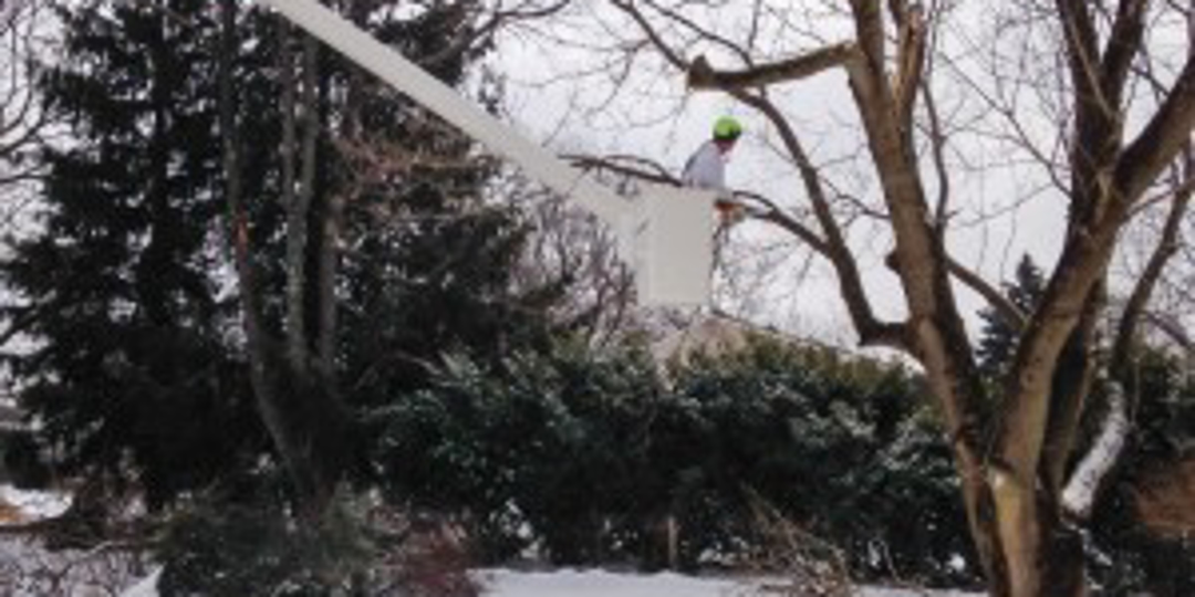 Monster Tree of Bucks County