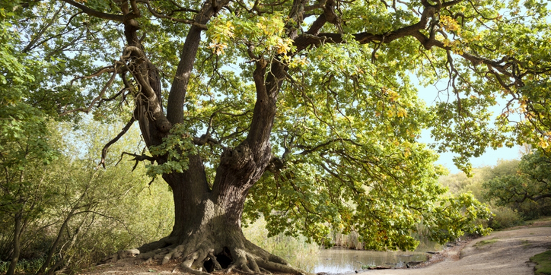 Monster Tree Service