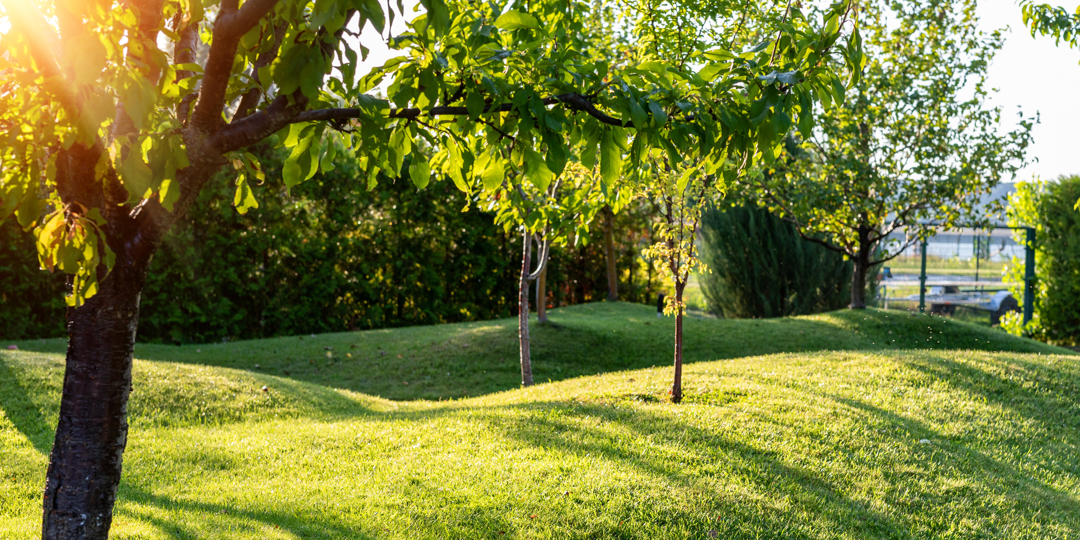 A sunny, green residential yard featuring rolling grass mounds and several healthy trees with sunlight streaming through the leaves.