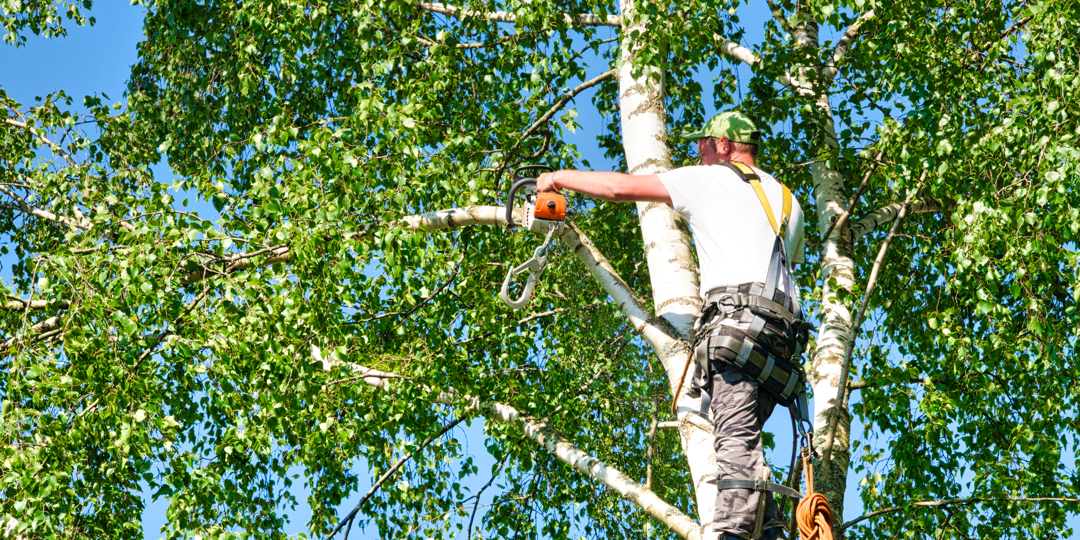 Professional arborist performing tree removal on Texas Gulf Coast using safety harness and rigging equipment