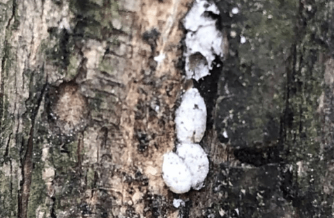 Cottony egg cases of Crape Myrtle Bark Scale
