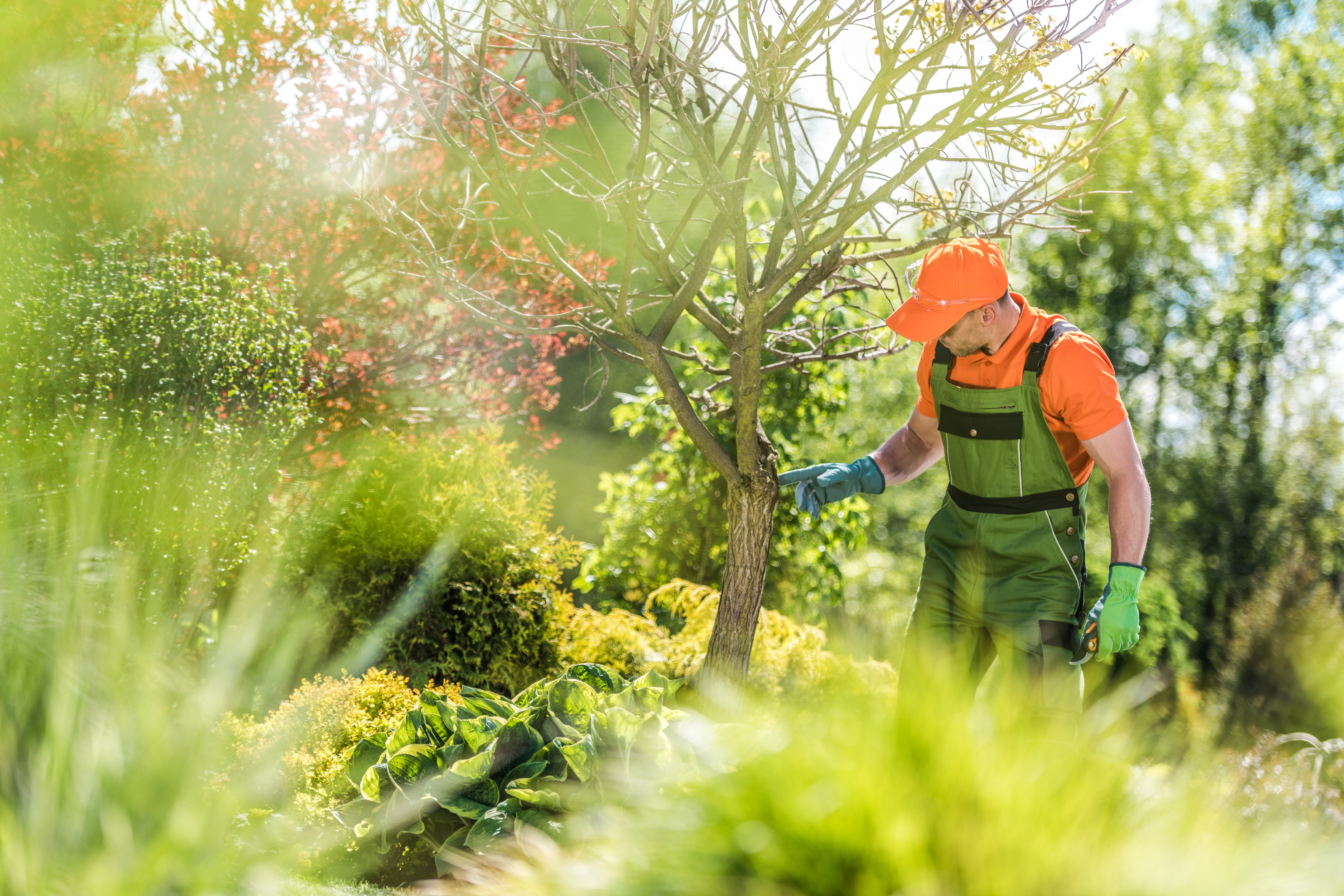 How Much Does Tree Health Care & Disease Treatment Cost? Diagnosis, Treatment & Prevention for Texas Gulf Coast