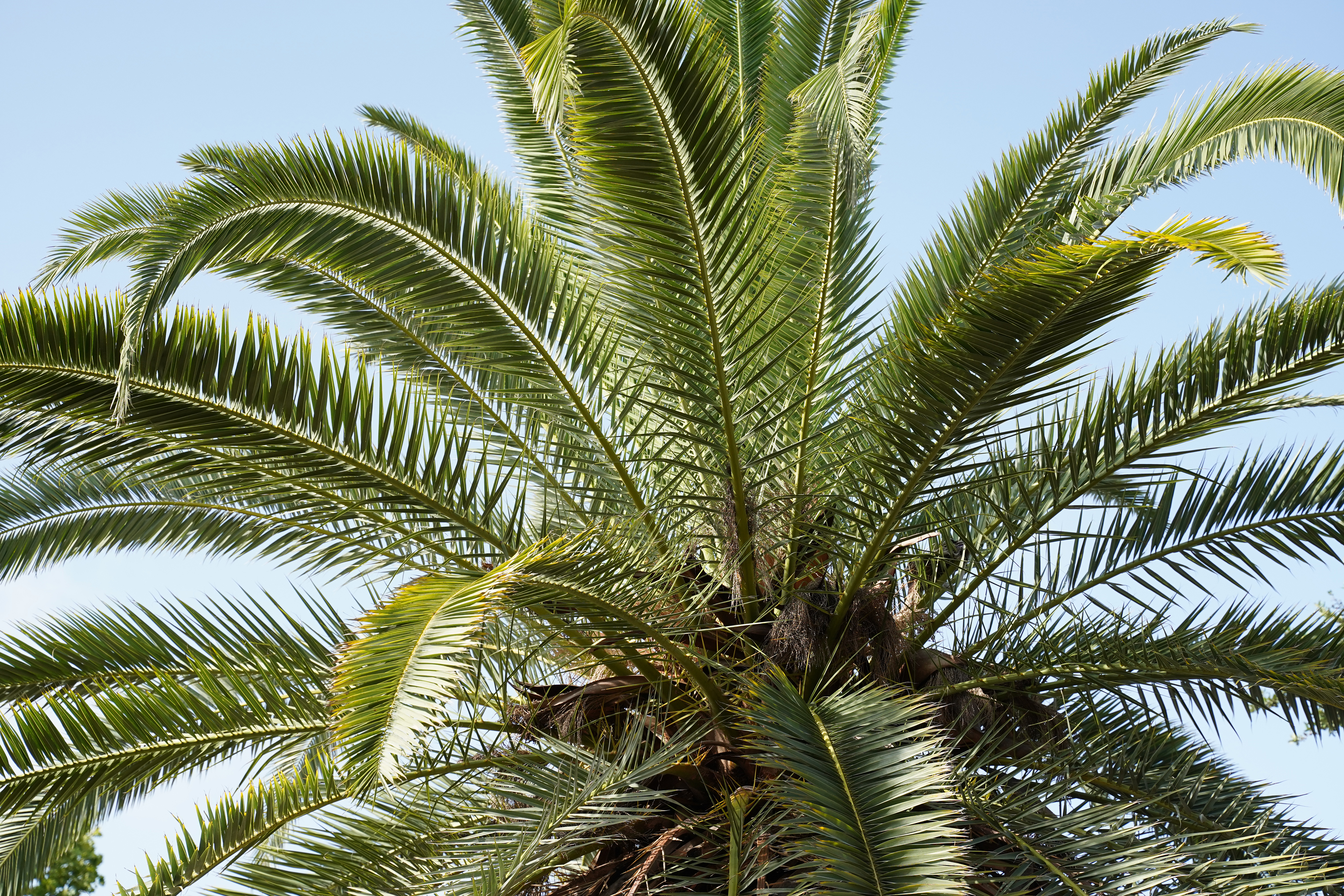 How Much Does Palm Tree Removal Cost? Equipment, Labor & Disposal Breakdown for Texas Gulf Coast