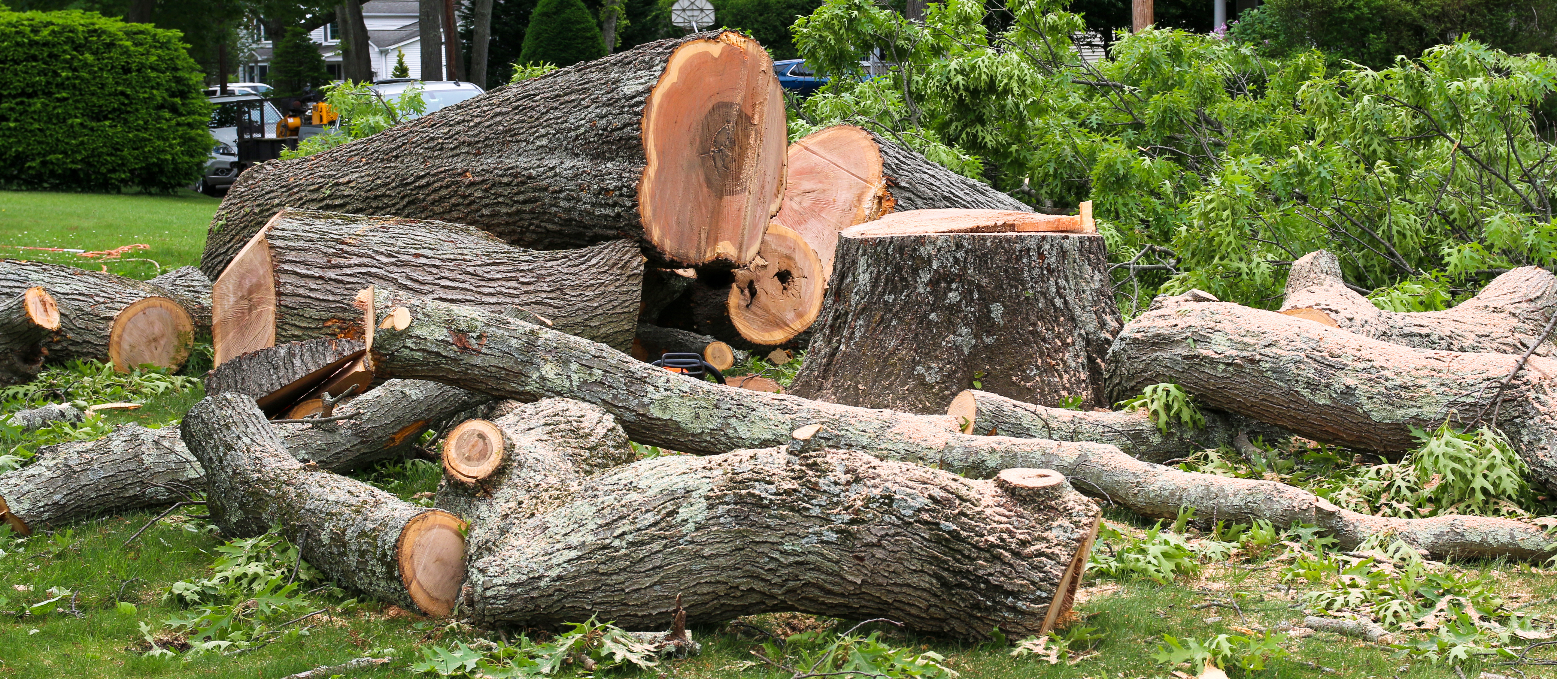 How Much Does Emergency Tree Removal Cost? Storm Damage, Labor & Liability Breakdown for Texas Gulf Coast