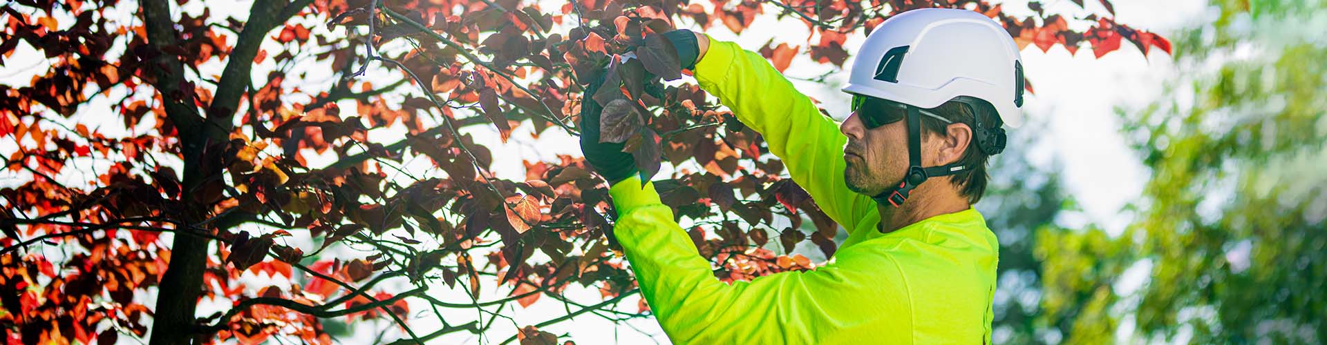 Understanding Tree Service Pricing: Transparency and Value at Monster Tree