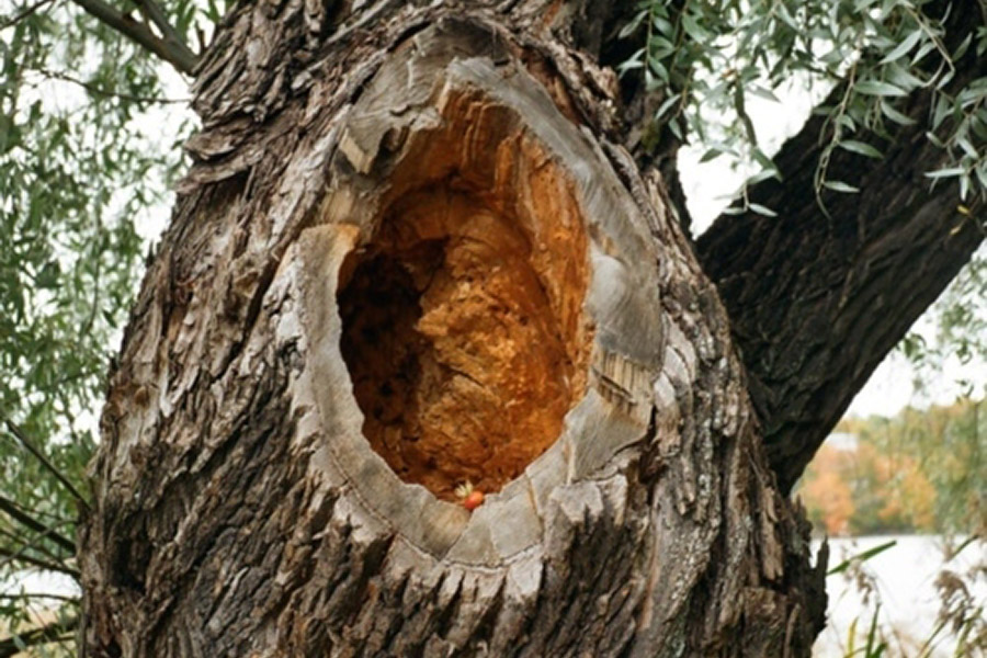 Tree Disease Treatment: A Comprehensive Guide for Belmont Homeowners